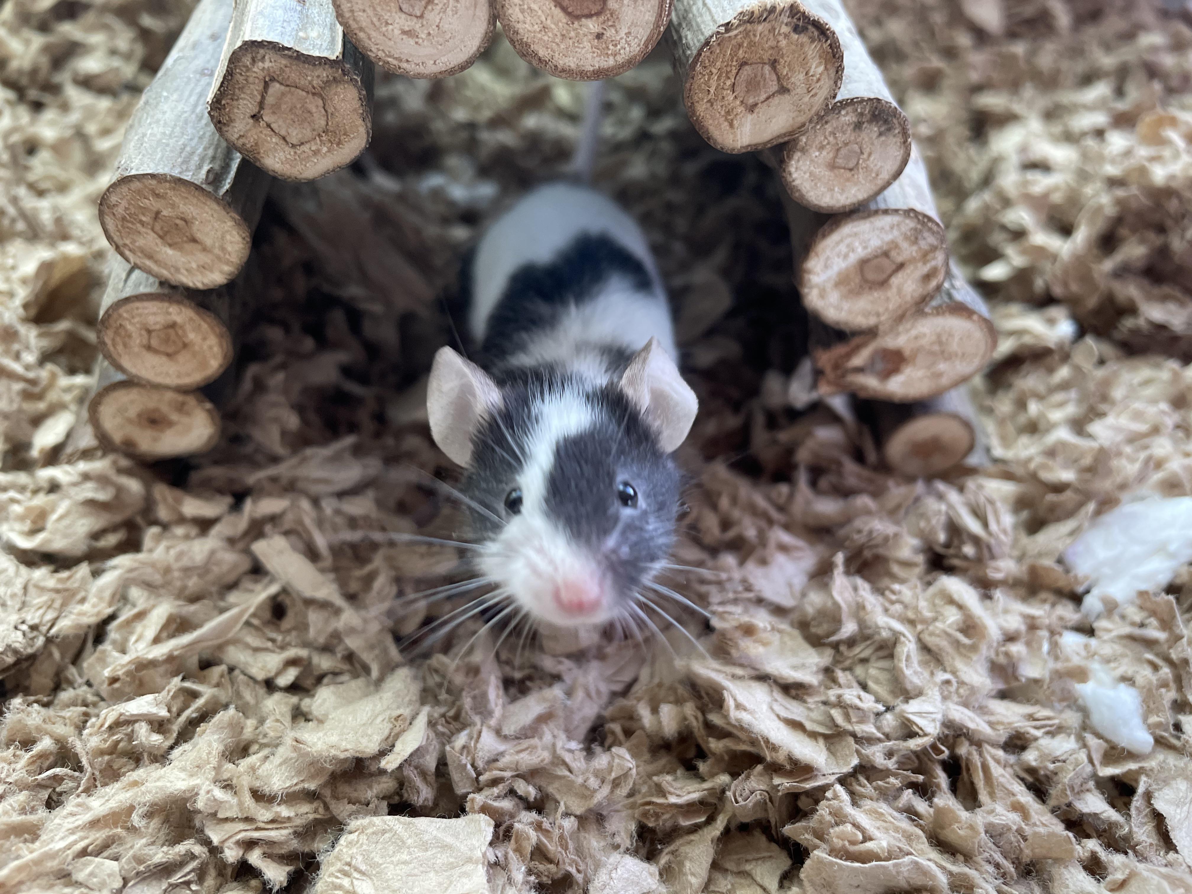 Welcoming home our first ever mouse. Welcome home moo 🐮♥️✨