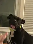 Albert