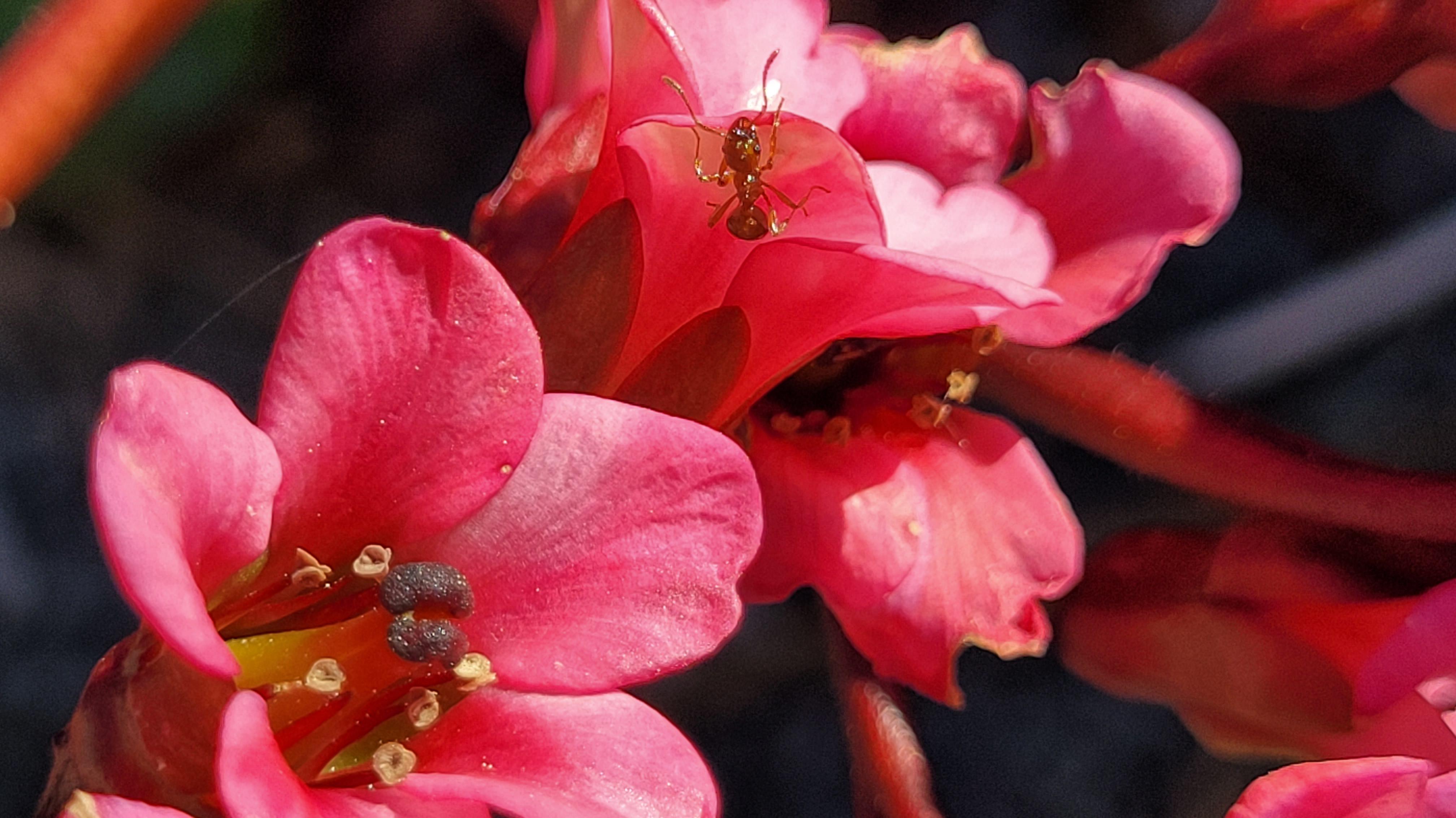 My first attempt at a macro shot.