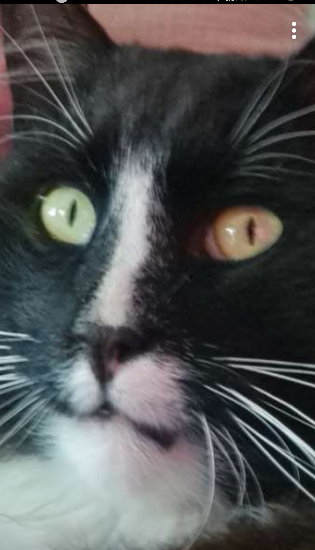 My cat always looks horrified for pics. I have more that i'll post in the comments because i have to crop them out!