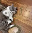 Okay I Think You Had Enough Catnip.....