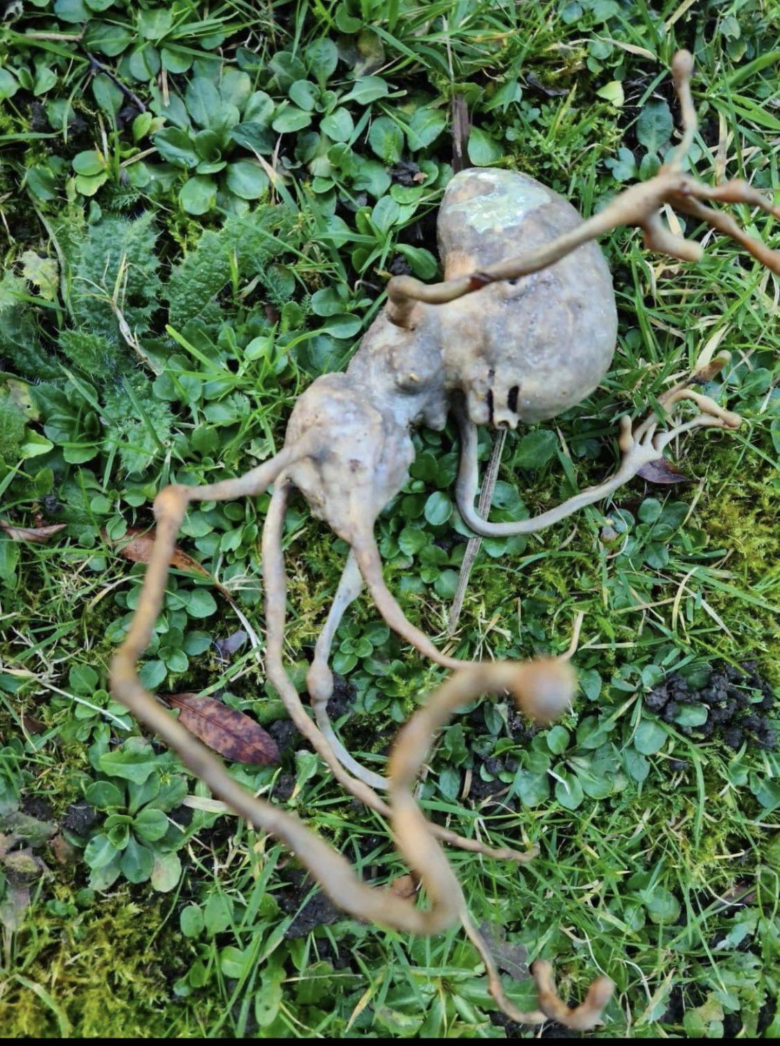 Mandrake root that looks like an Alien