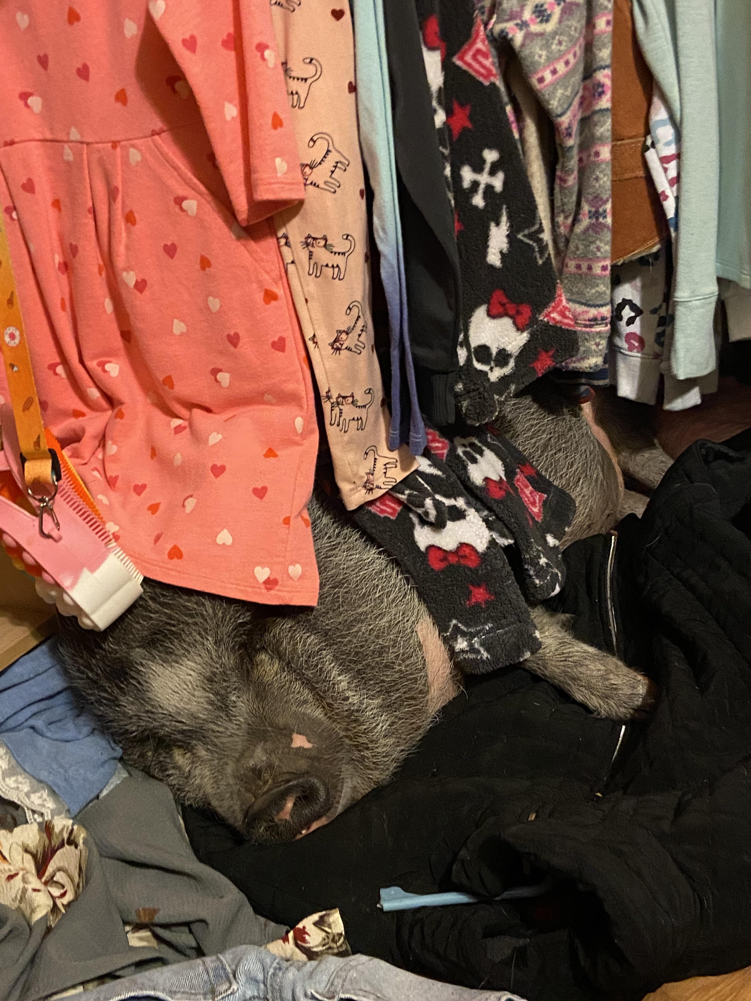 My piggy tucks himself in!