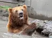 Bear Encounter Today