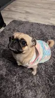 My lil hippy, Pickles the pug