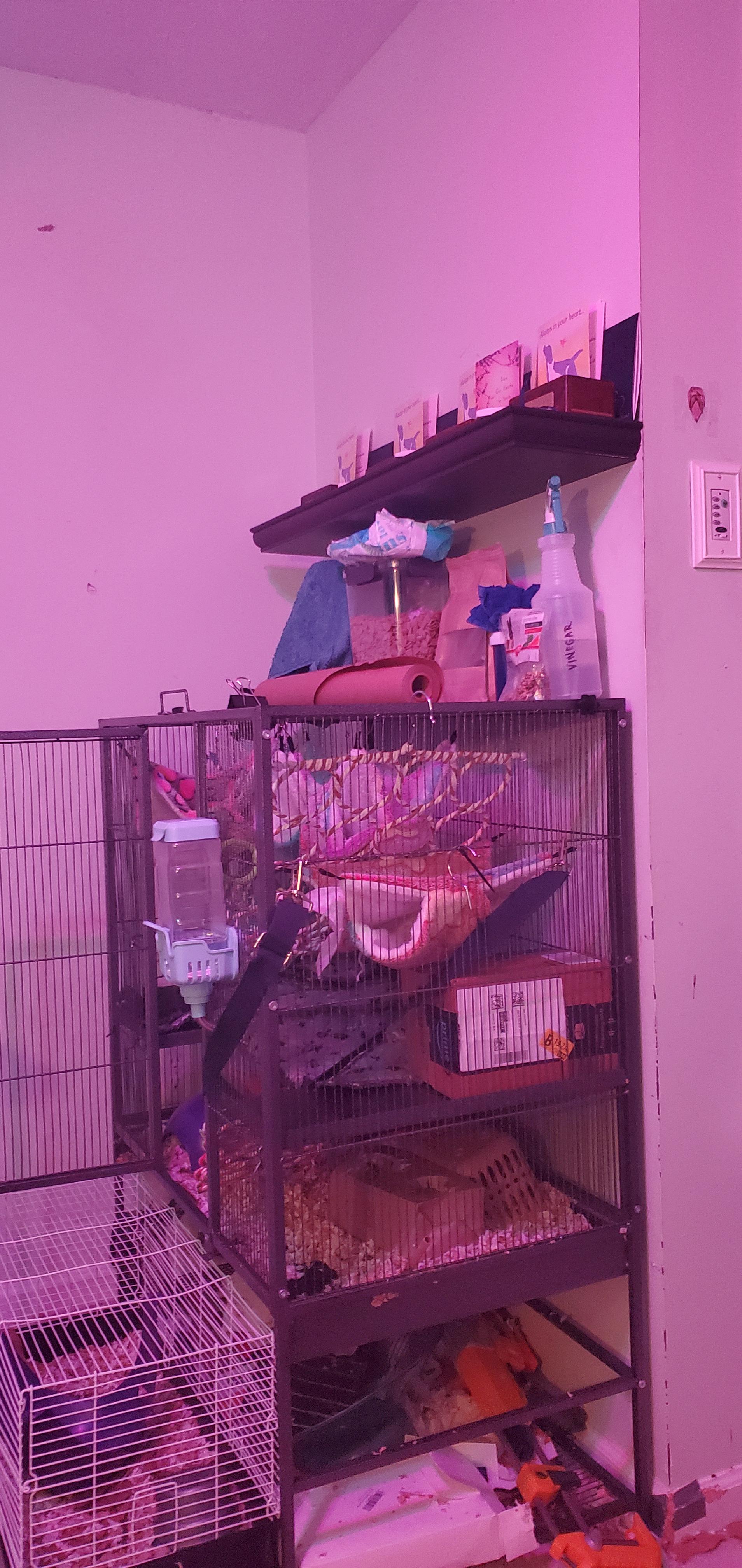 Are RGB lights bad for rats?