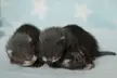 Ferret Kits