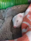 Weasle thinks he's a Hooman.