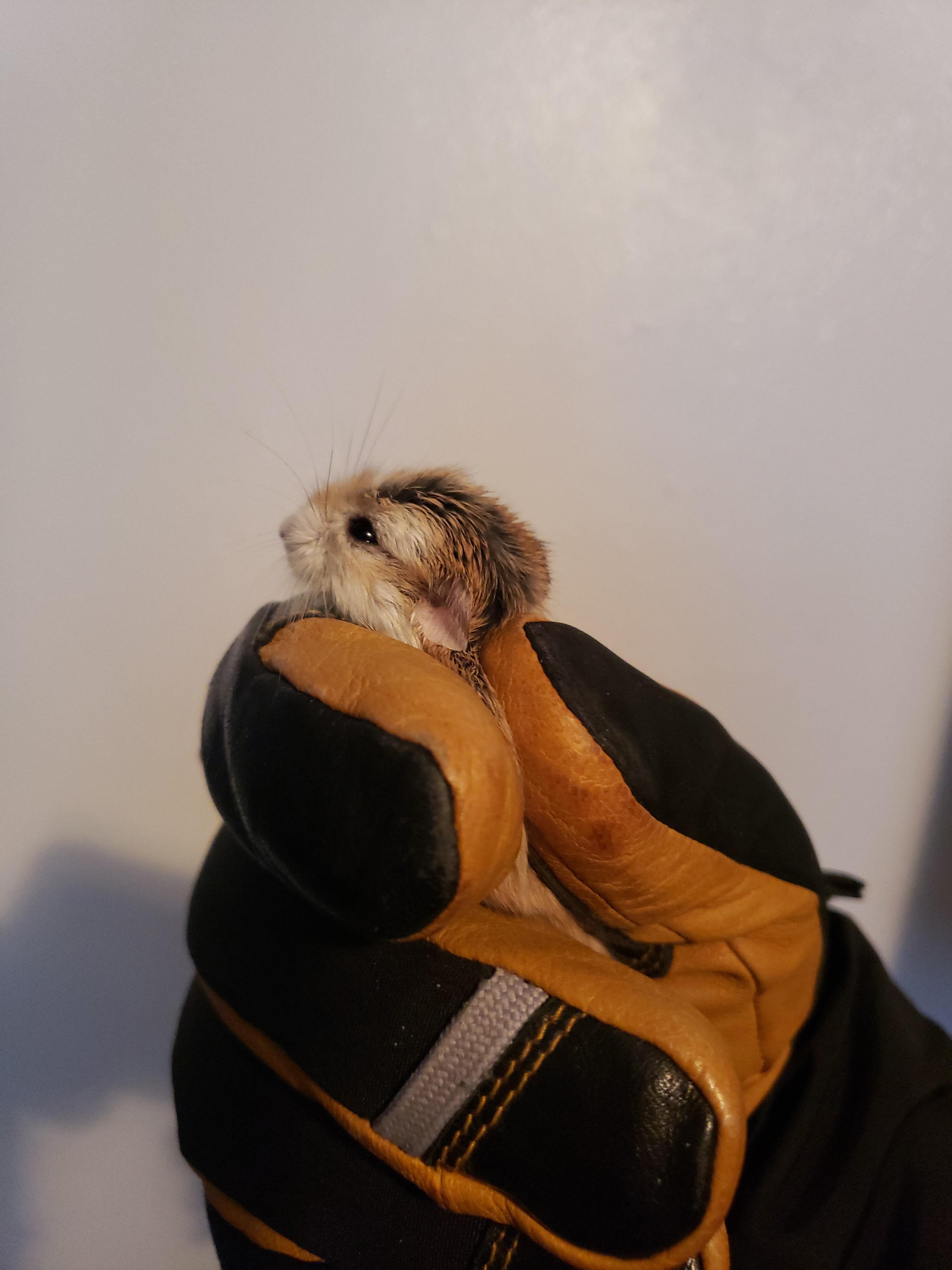 Anyone know what this little guy I caught in my apartment is?