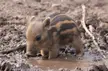 Baby Warthog
