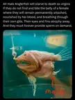 Anglerfish mating ritual