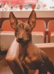 My handsome Xolo Krum