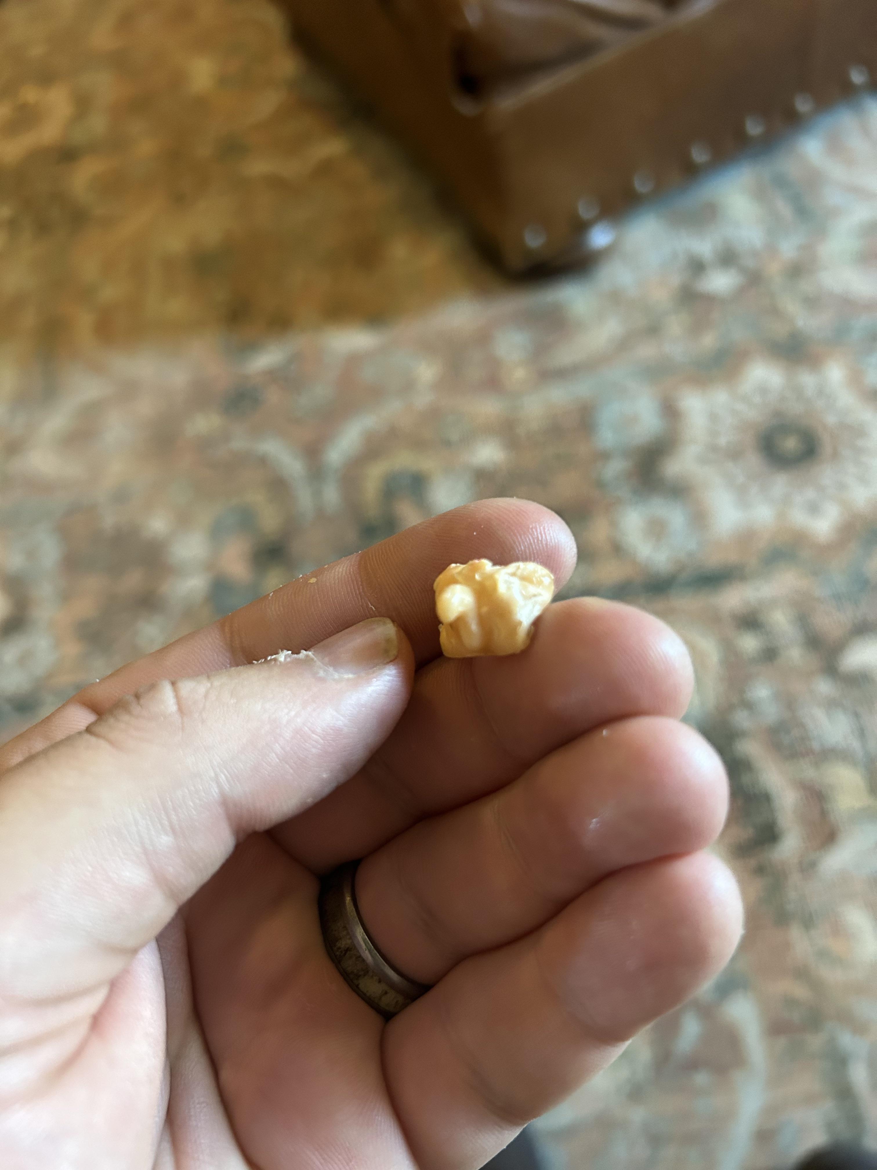 Dog chewed a kids toy. Looks suspicious.