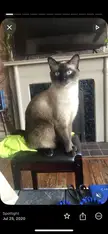 Cat Pictures To Draw