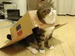 It's tough out there on the dating scene. These cats totally get it.