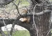 Squirrel eating a cheeseburger in a tree