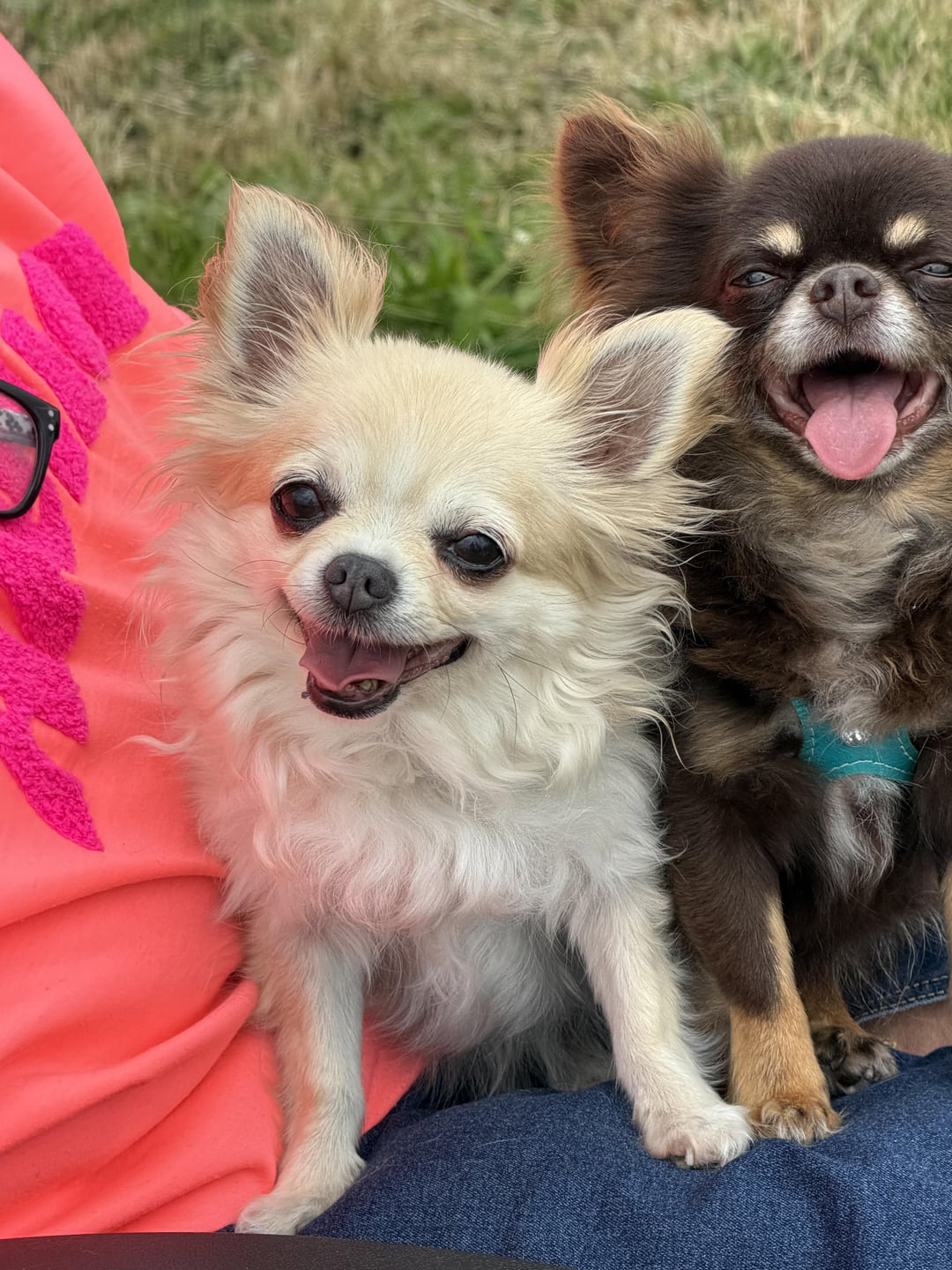 Chihuahua