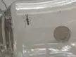 Largest mosquito I've ever seen (5c piece included for scale).