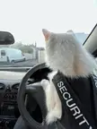 What kind of car is my cat driving?