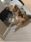 Slap from cat momma. Ouch.