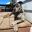 “She’s a really good dog, except when she’s not”