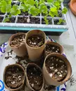 gardening