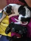 Size comparison to a Playstation 4 controller