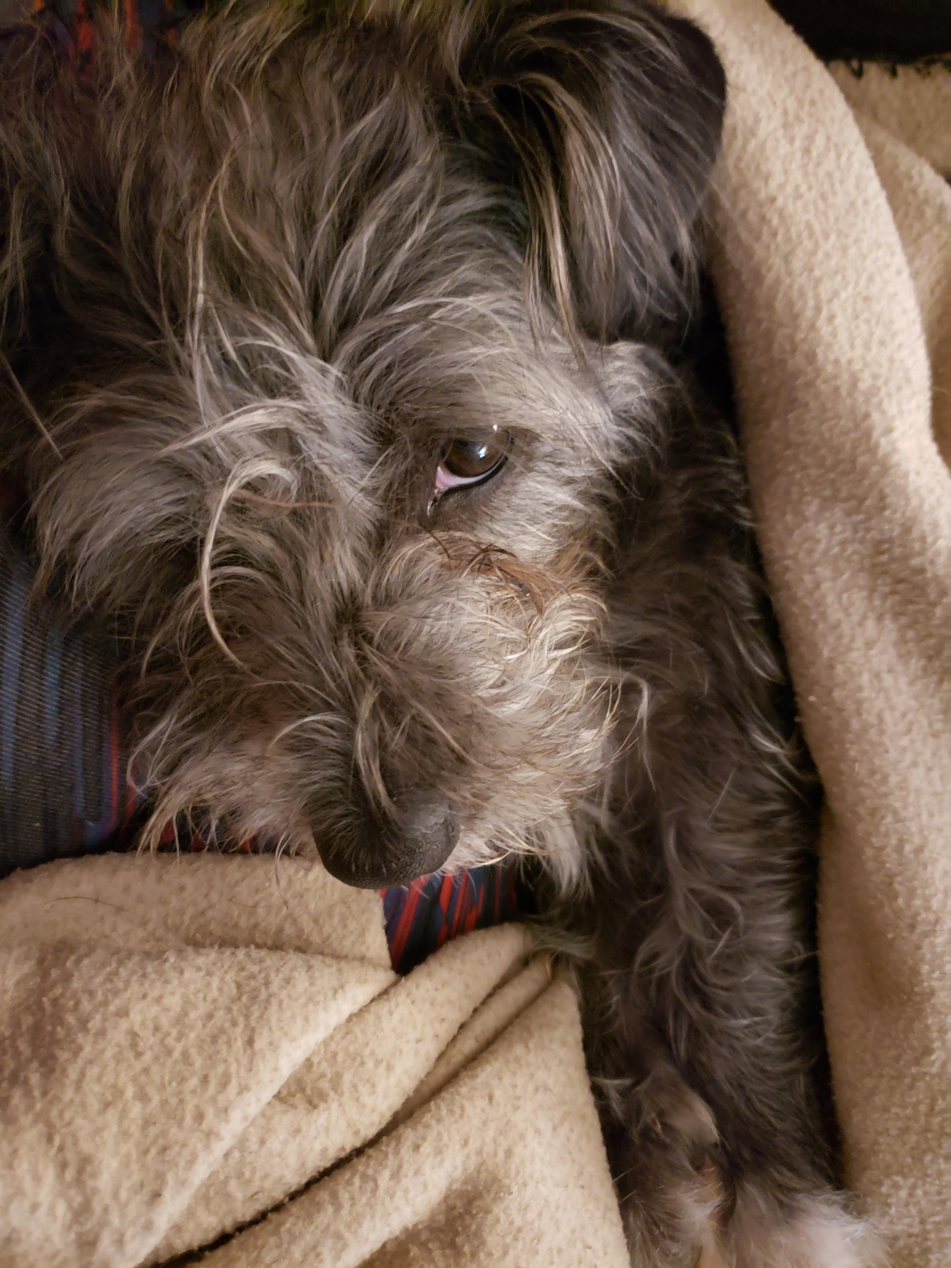 Beau, a scruffy grey and black dog, wearing a sweater and lounging on a couch and blanket.