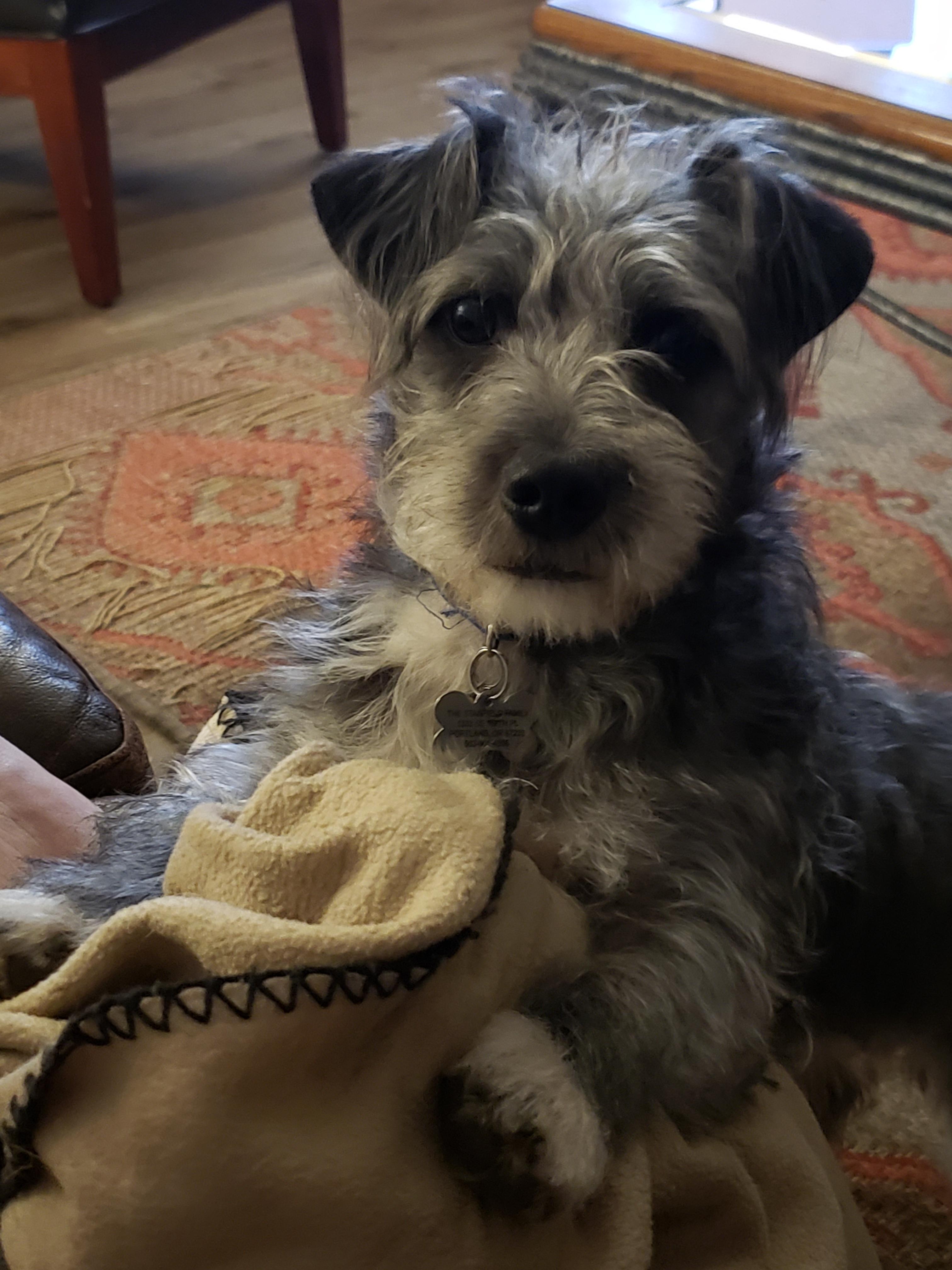 Beau, a scruffy grey and black dog, wearing a sweater and lounging on a couch and blanket.