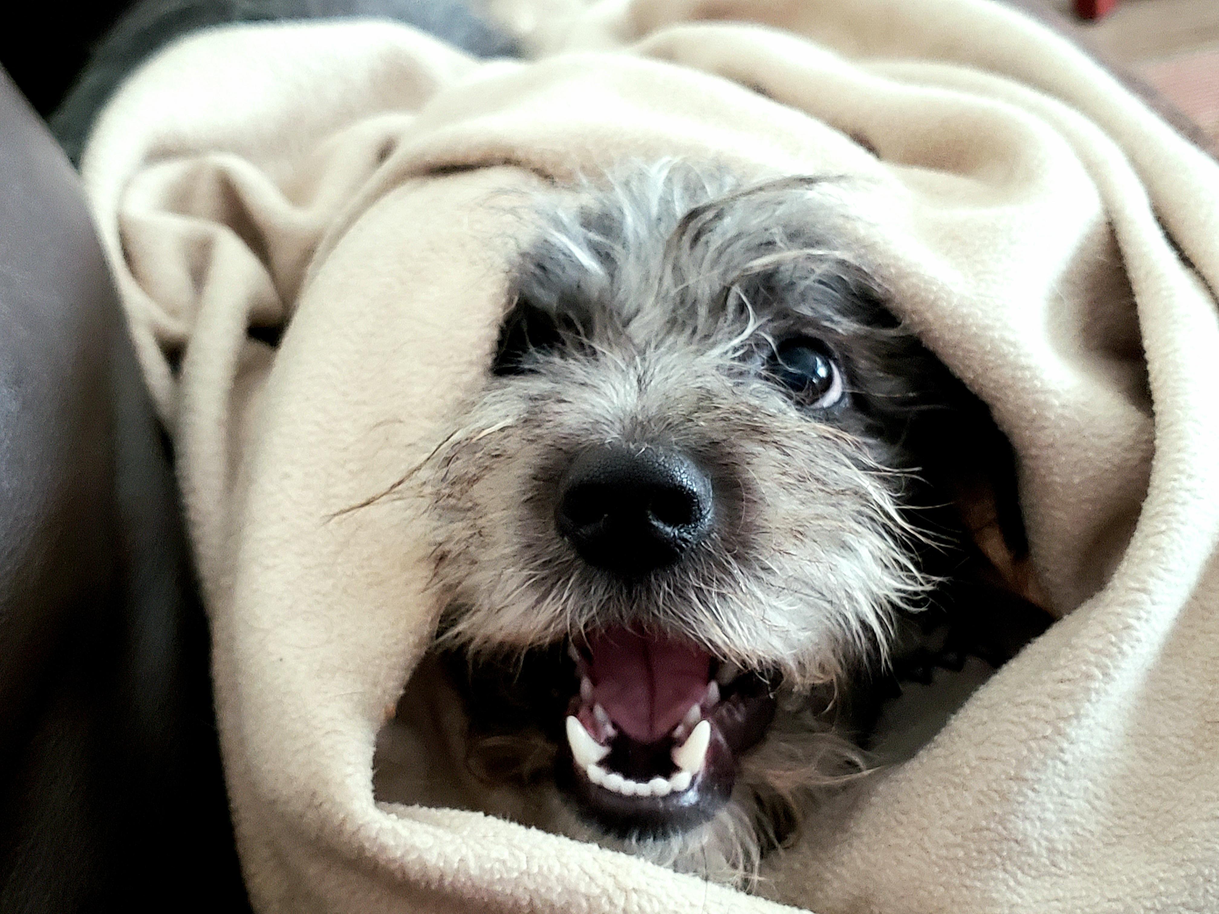Happy Gotcha Day Beau!
