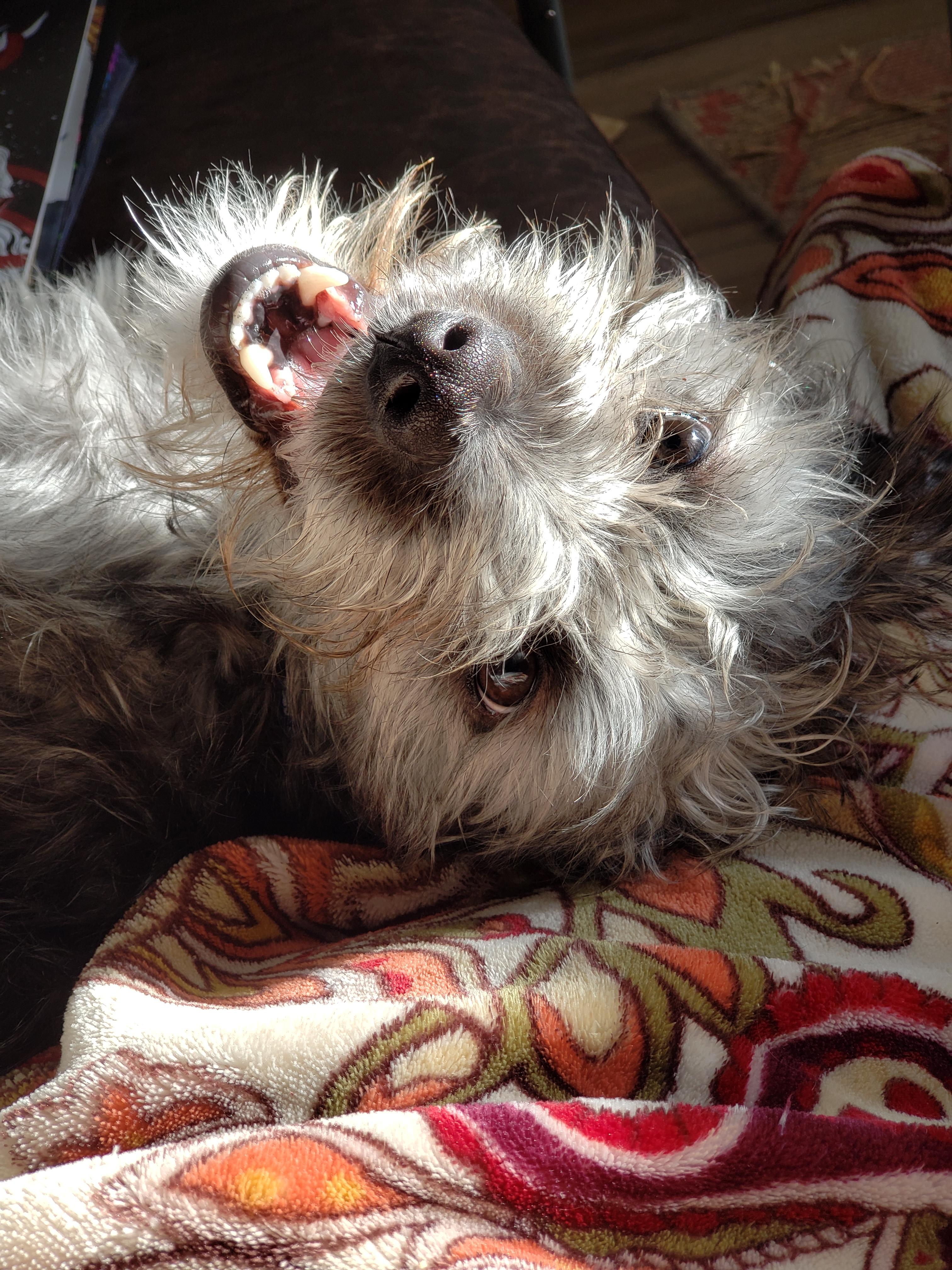 Beau, a scruffy grey and black dog, wearing a sweater and lounging on a couch and blanket.