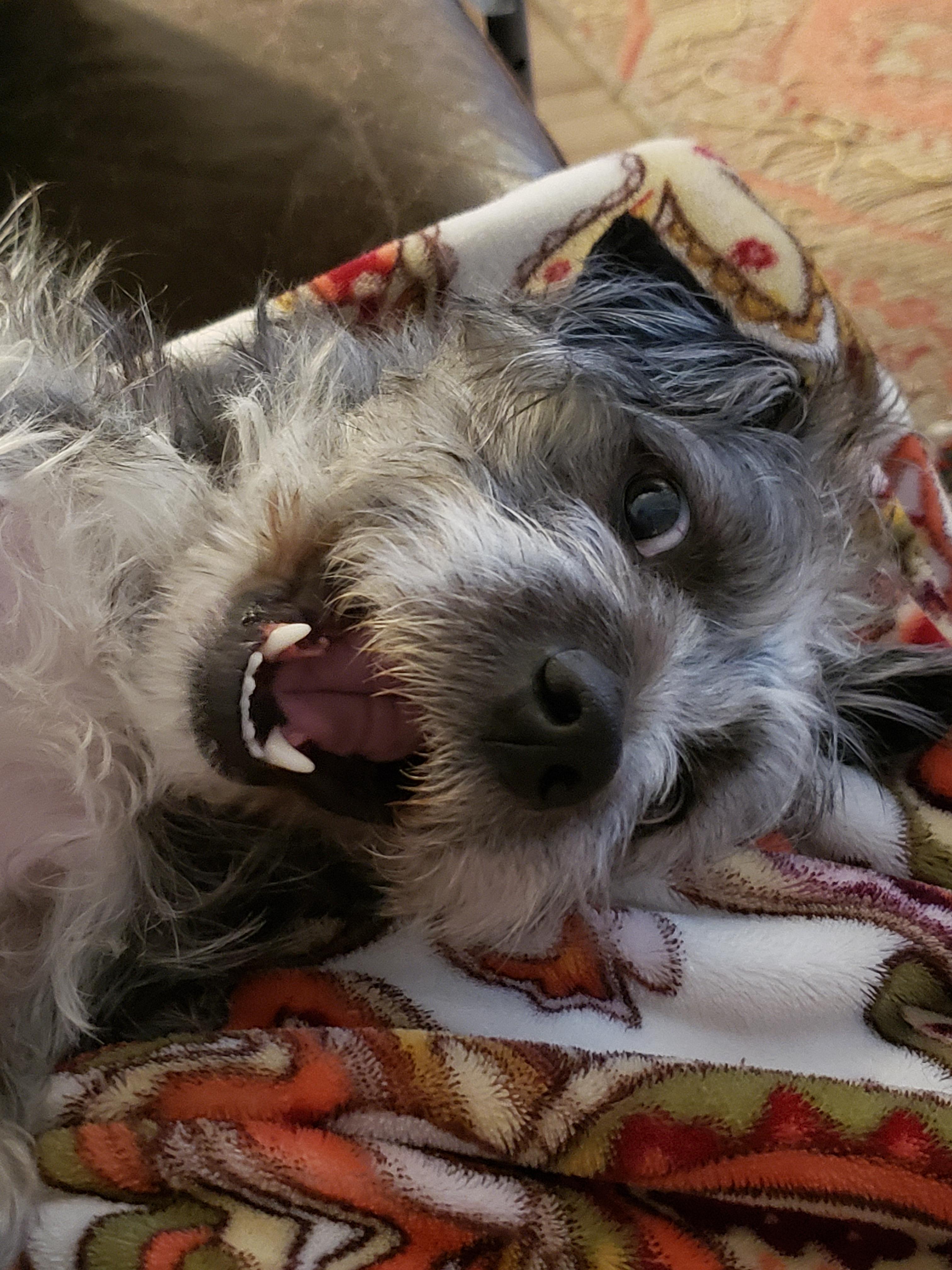 Beau, a scruffy grey and black dog, wearing a sweater and lounging on a couch and blanket.