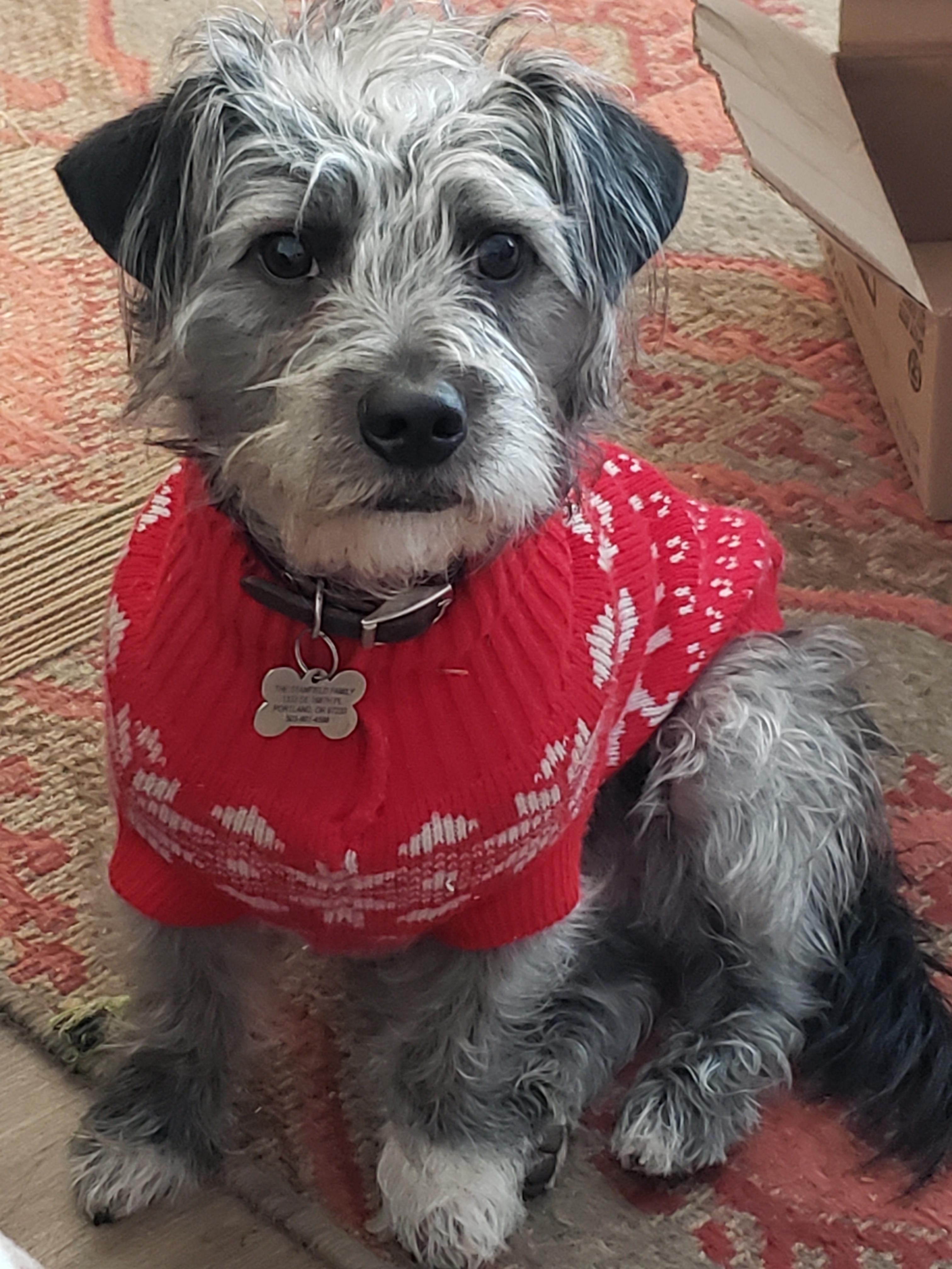 Beau, a scruffy grey and black dog, wearing a sweater and lounging on a couch and blanket.