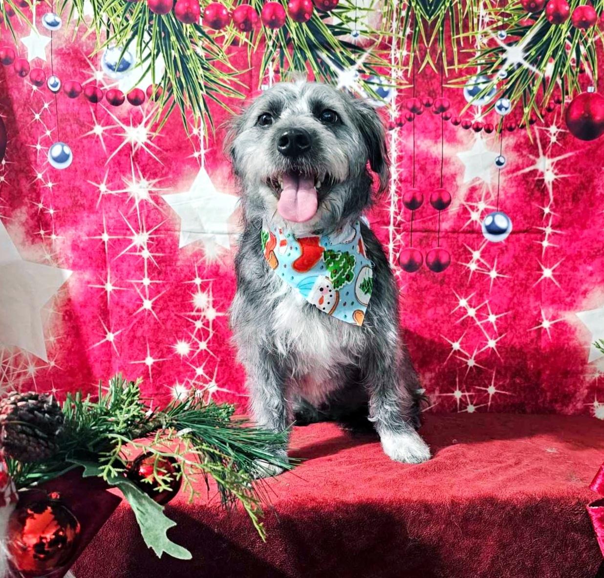 Beau, a scruffy grey and black dog, wearing a sweater and lounging on a couch and blanket.