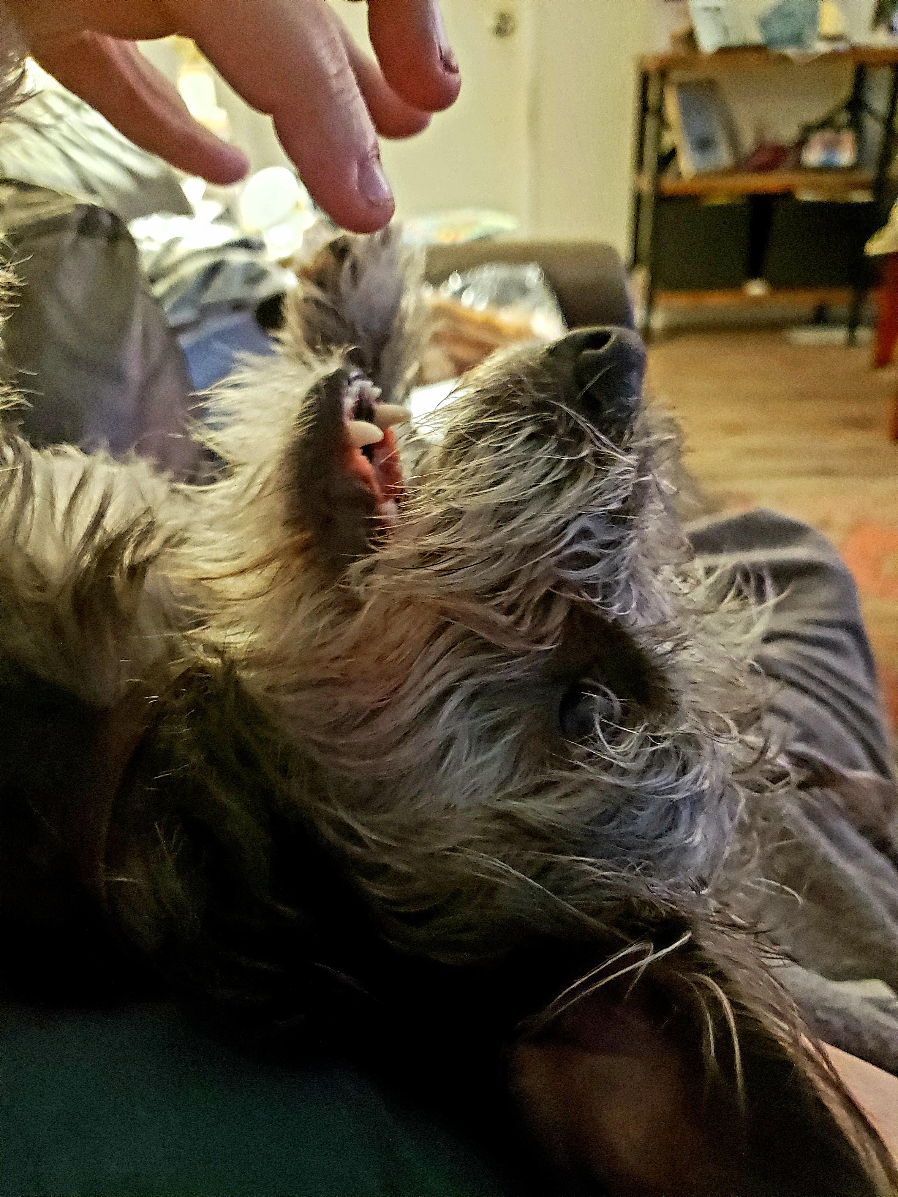 Beau, a scruffy grey and black dog, wearing a sweater and lounging on a couch and blanket.