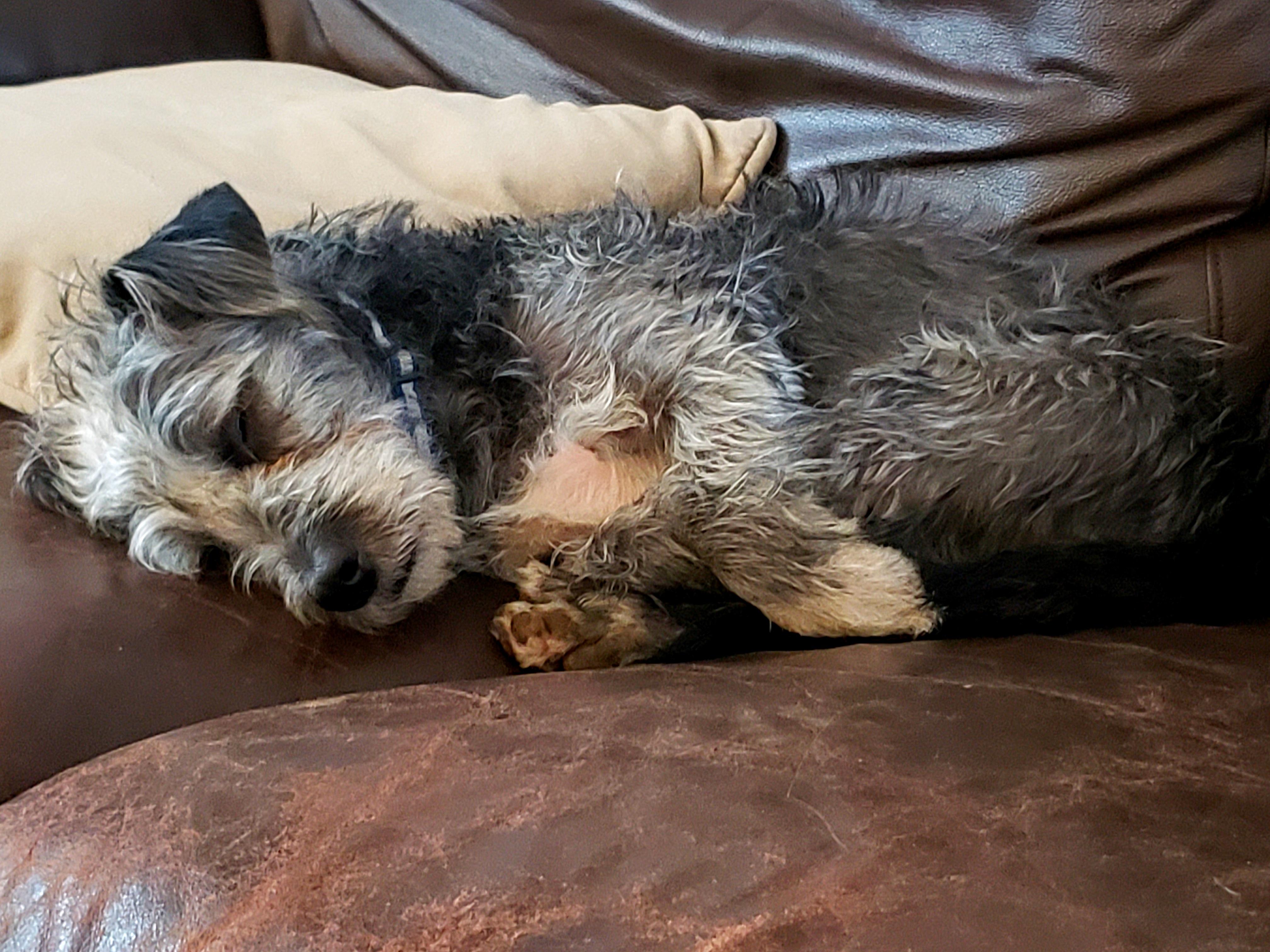 Beau, a scruffy grey and black dog, wearing a sweater and lounging on a couch and blanket.