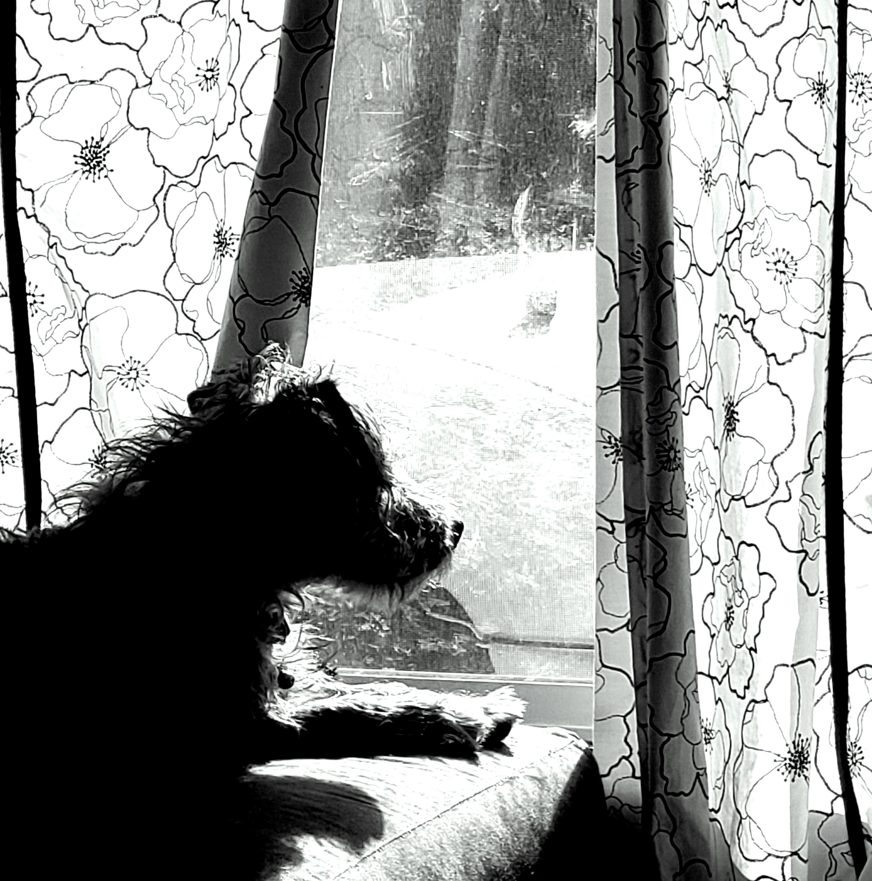 Beau, a scruffy grey and black dog, wearing a sweater and lounging on a couch and blanket.