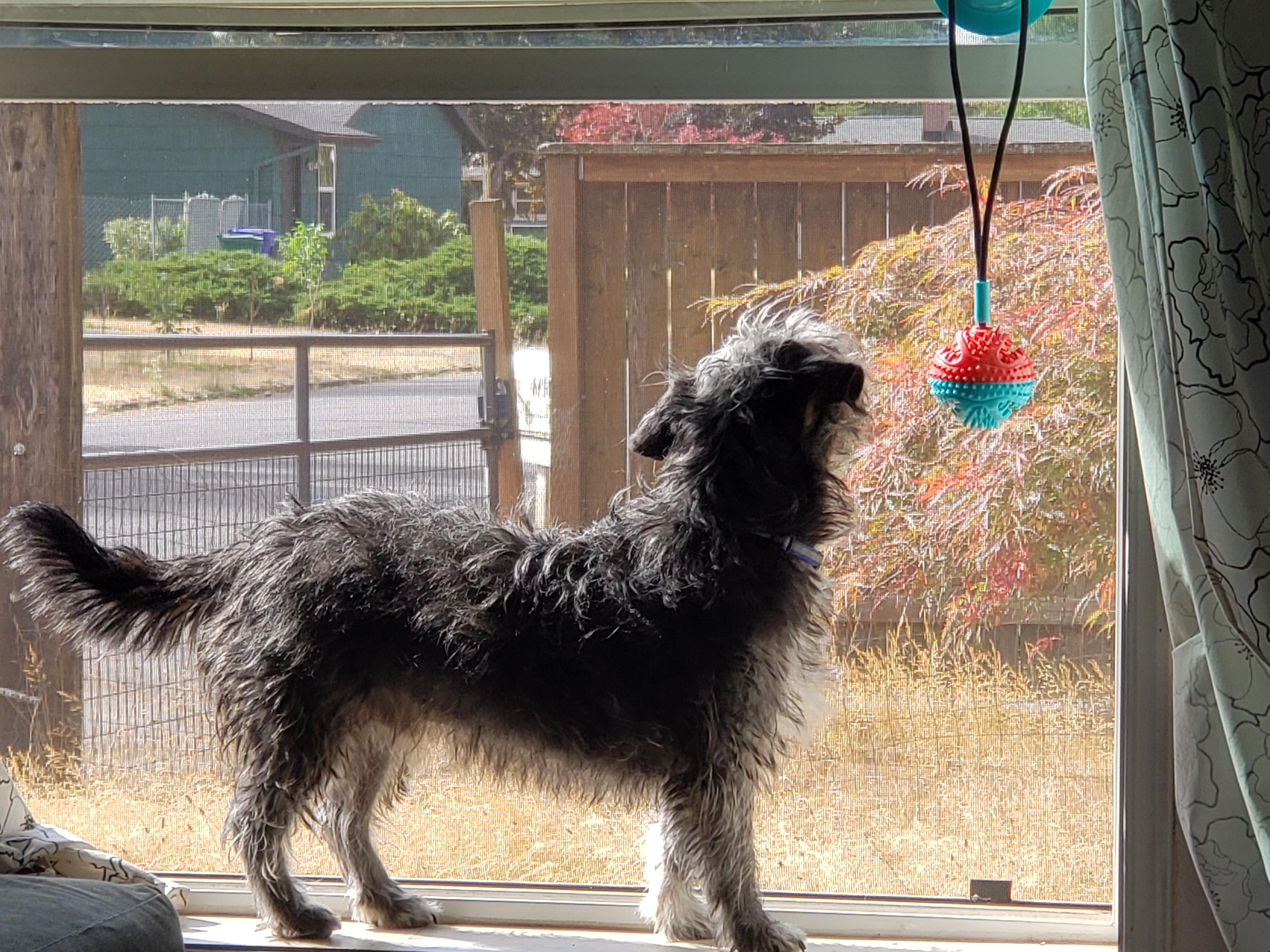 Beau, a scruffy grey and black dog, wearing a sweater and lounging on a couch and blanket.