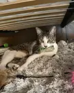 The street cat I brought home from Greece steals money from me