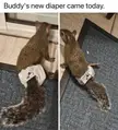 Have you ever seen a squirrel diaper?