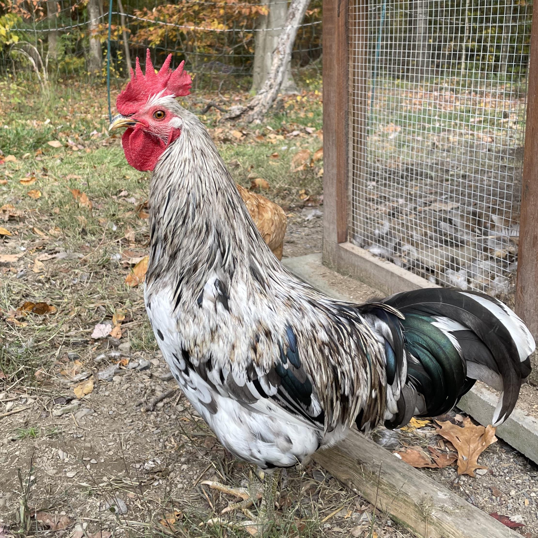 Roo appreciation post | Scrolller