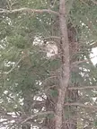 Is this a baby barred owl? North Ontario (sorry cellphone quality photo)