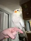 Old man grumpus vibes
