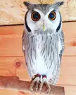 A One Year Old White Faced Owl