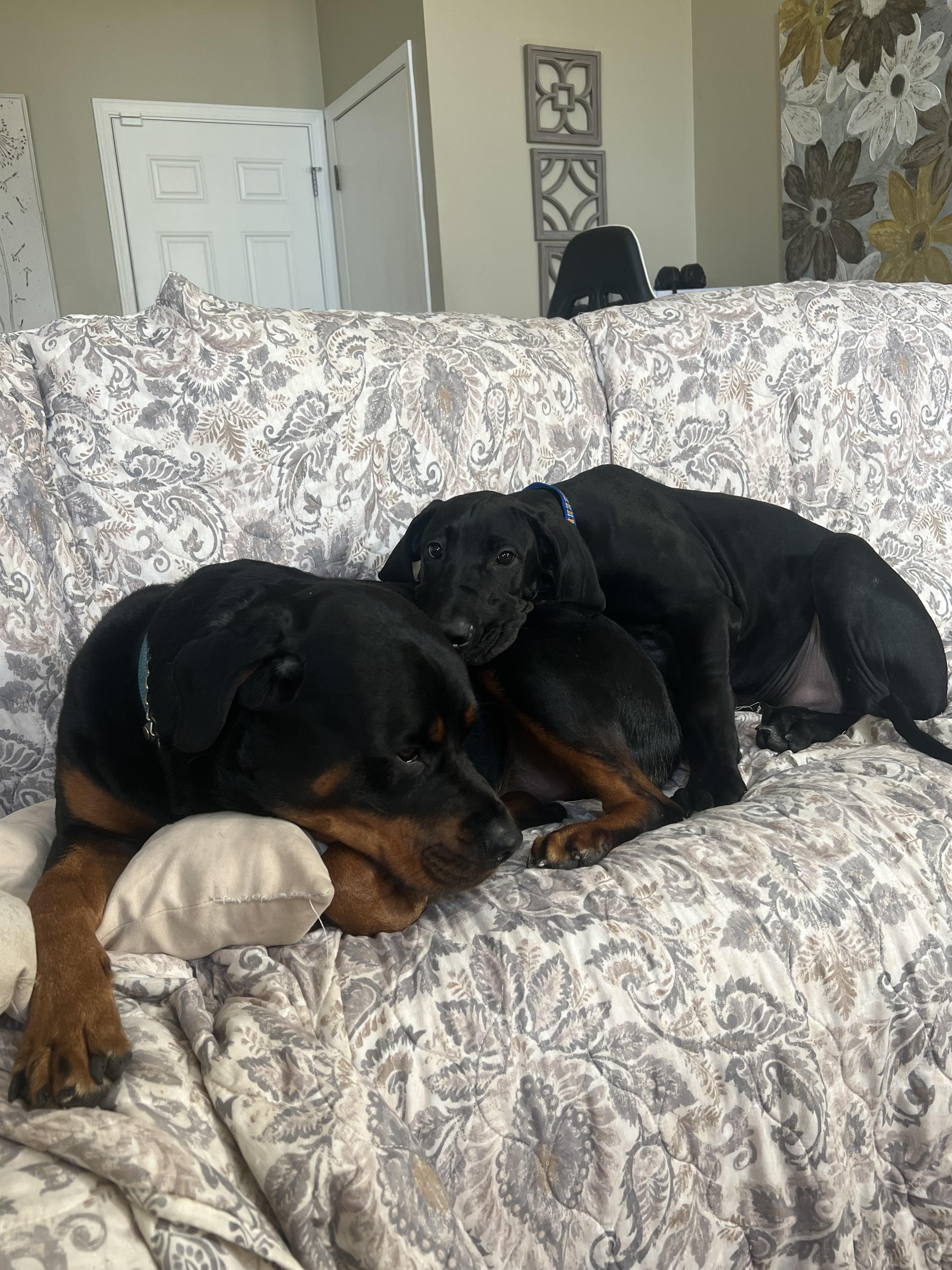 Hector (great dane) Loves his big brother Quinton. ❤️