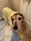 Does my dog look old? My friend says he does, but I think he looks wonderful for 10 years old. Here he is after a bath