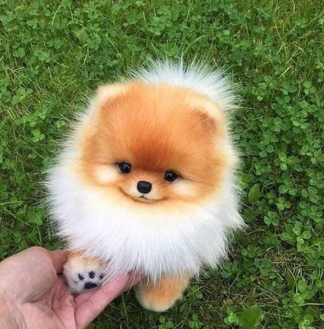 animalssmiling