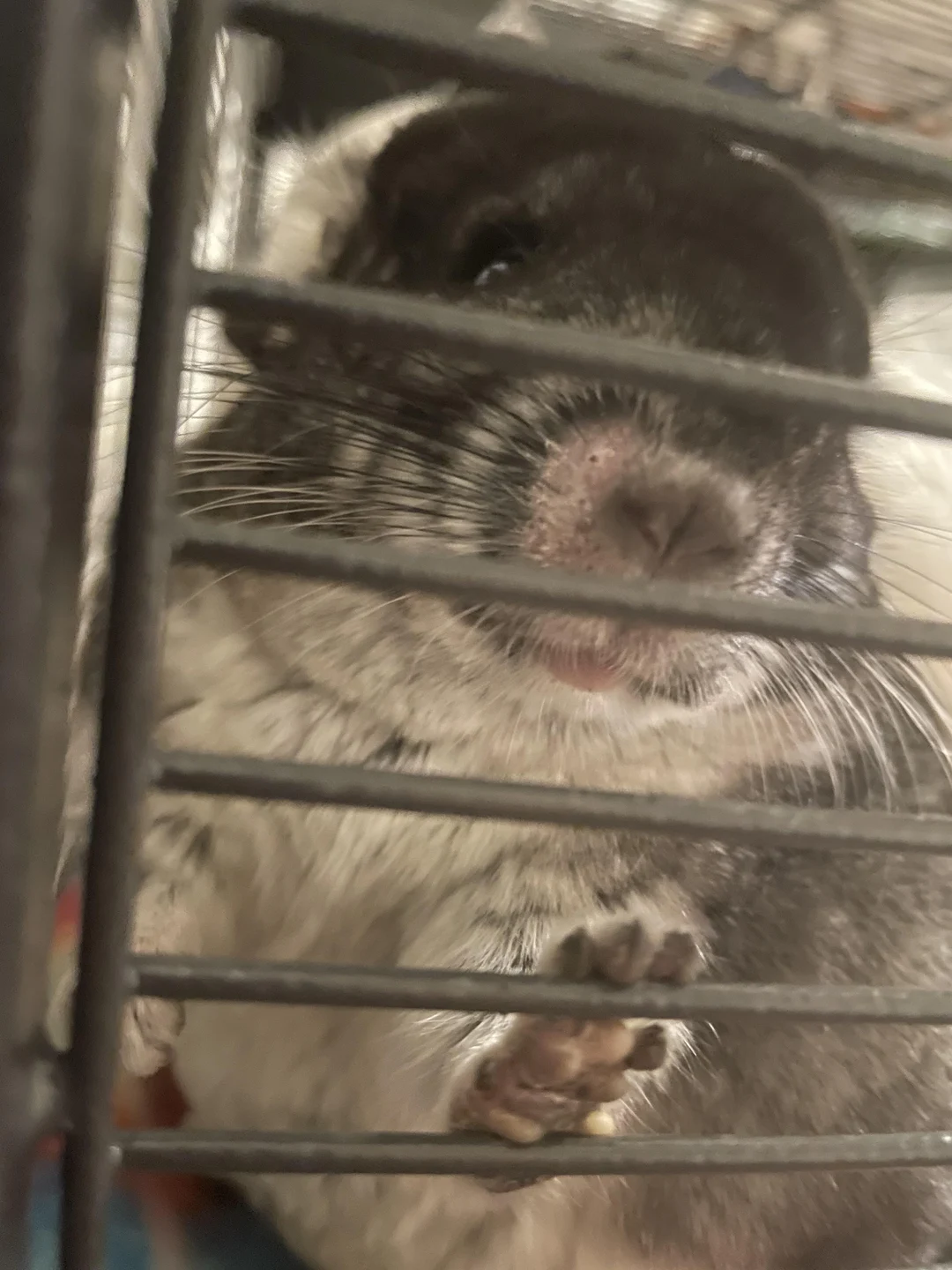 Help! I recently adopted a chin and she was great up until recently. I ...