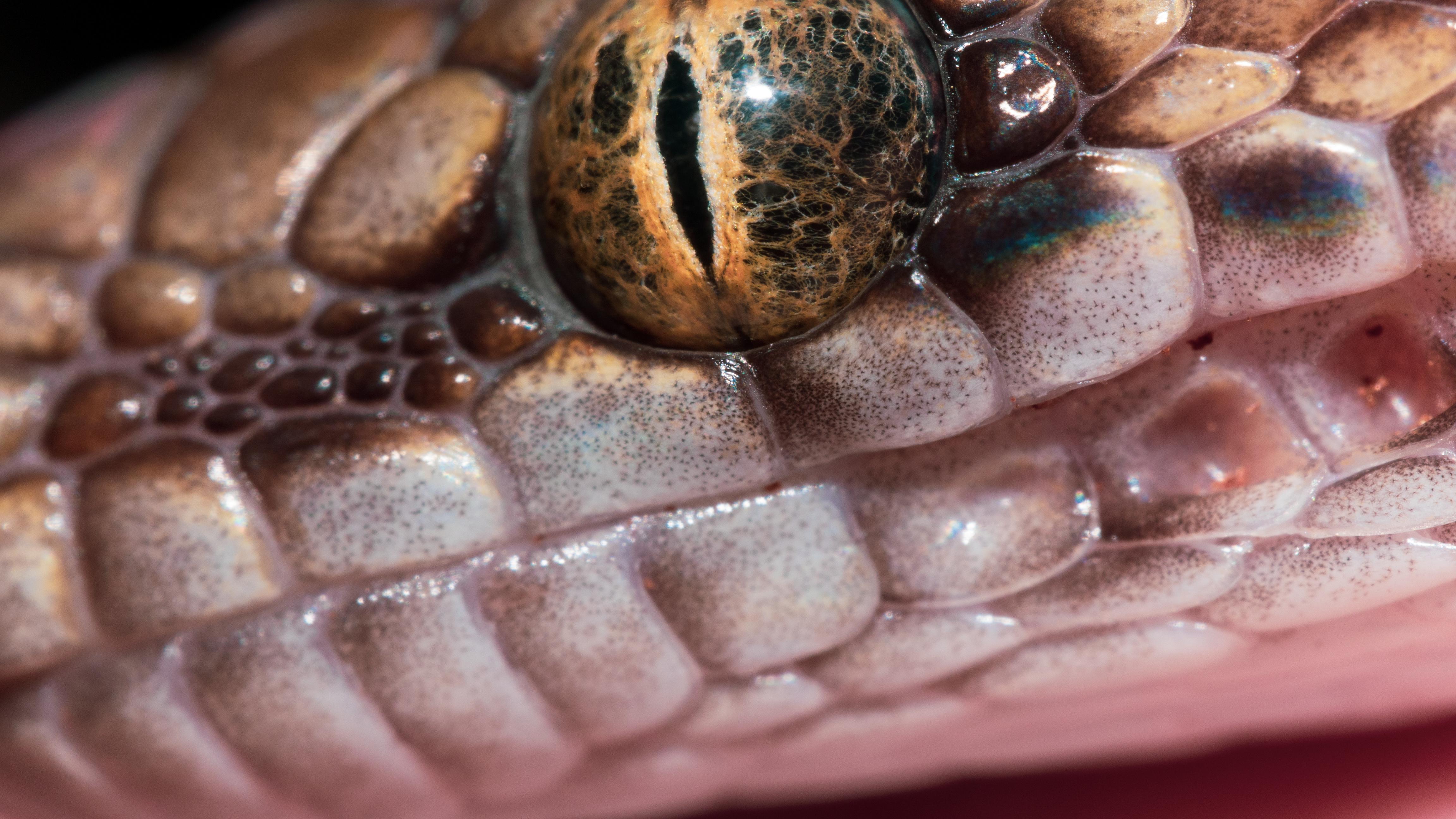 Close up of my 9 month old children's python