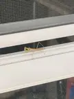 Found a mantis lol